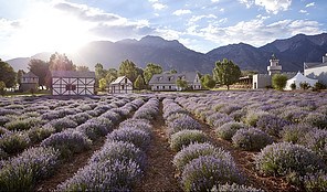 How To Make Money With Young Living Young Living Lavender Essential Oil